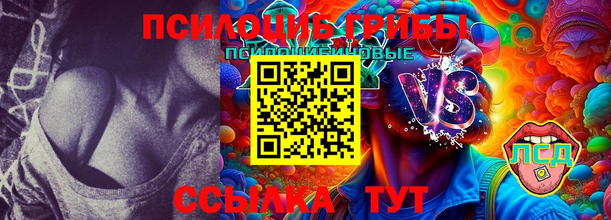 Курчалой  Галлюциногенные грибы MAGIC MUSHROOMS  Псилоцибиновые грибы GOLDEN TEACHER  Вход с VPN 